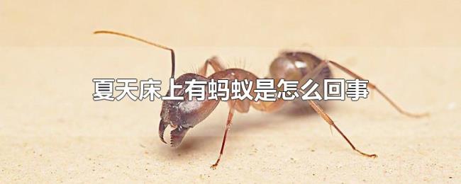 夏天床上有蚂蚁是怎么回事 夏天床上有蚂蚁是怎么回事