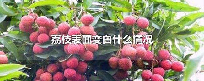 荔枝表面变白什么情况 荔枝表面变白什么情况