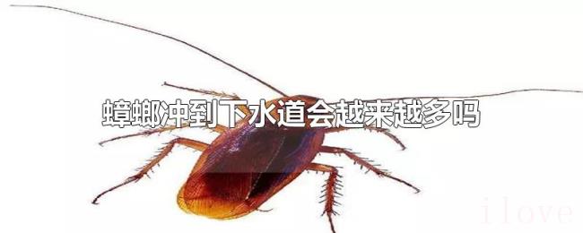 蟑螂冲到下水道会越来越多吗