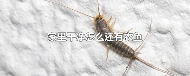 家里干净怎么还有衣鱼
