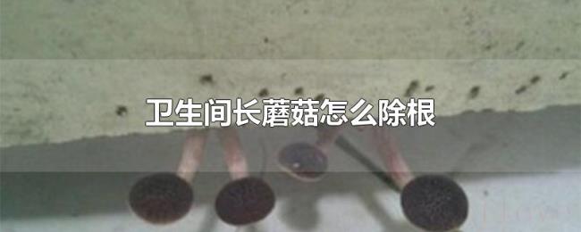 卫生间长蘑菇怎么除根