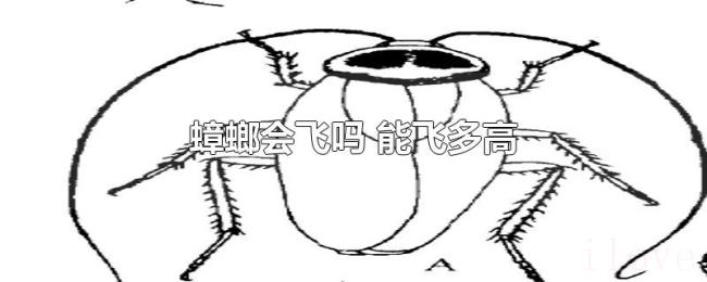 蟑螂会飞吗（能飞多高）