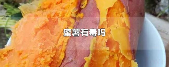 蜜薯有毒吗 蜜薯有毒吗