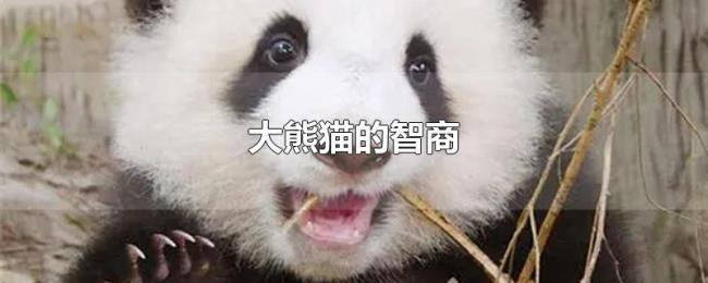 大熊猫的智商 大熊猫的智商