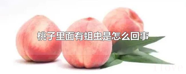 桃子里面有蛆虫是怎么回事 桃子里面有蛆虫是怎么回事