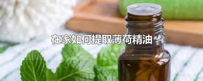 在家如何提取薄荷精油