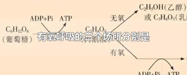 有氧呼吸的三个场所分别是 有氧呼吸的三个场所分别是