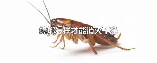 蟑螂怎样才能消灭干净