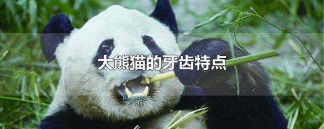 大熊猫的牙齿特点
