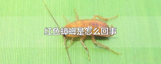 红色蟑螂是怎么回事