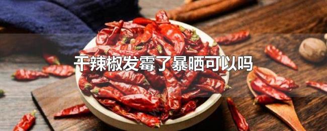 干辣椒发霉了暴晒可以吗 干辣椒发霉了暴晒可以吗