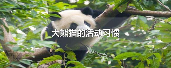 大熊猫的活动习惯 大熊猫的活动习惯
