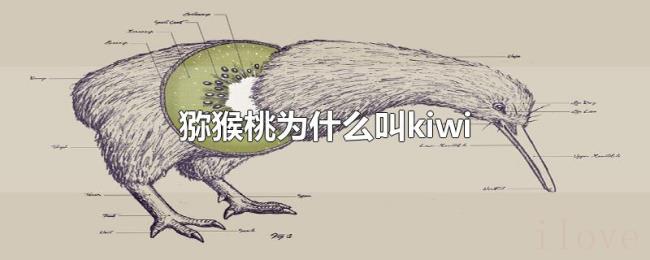 猕猴桃为什么叫kiwi 猕猴桃为什么叫kiwi