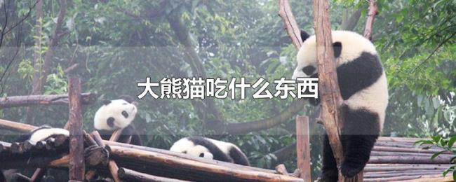 大熊猫吃什么东西 大熊猫吃什么东西