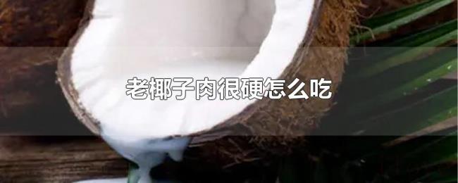 老椰子肉很硬怎么吃 老椰子肉很硬怎么吃