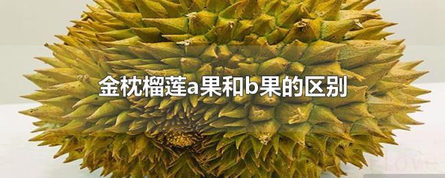 金枕榴莲a果和b果的区别 金枕榴莲a果和b果的区别