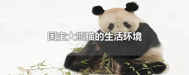 国宝大熊猫的生活环境 国宝大熊猫的生活环境