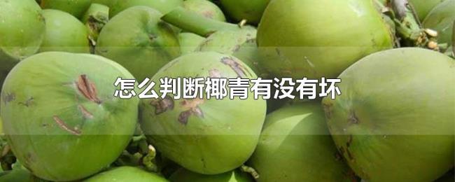 怎么判断椰青有没有坏 怎么判断椰青有没有坏