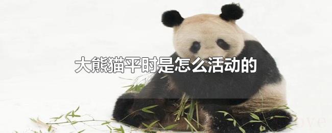 大熊猫平时是怎么活动的
