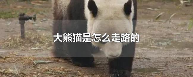 大熊猫是怎么走路的 大熊猫是怎么走路的