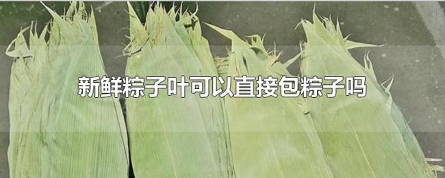 新鲜粽子叶可以直接包粽子吗 新鲜粽子叶可以直接包粽子吗