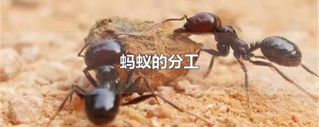 蚂蚁的分工 蚂蚁的分工