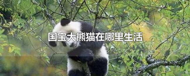 国宝大熊猫在哪里生活 国宝大熊猫在哪里生活