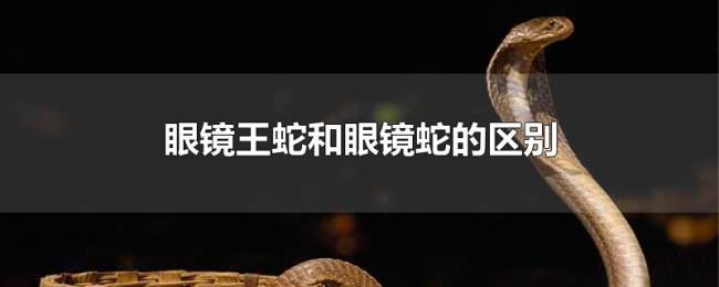 眼镜王蛇和眼镜蛇的区别 眼镜王蛇和眼镜蛇的区别