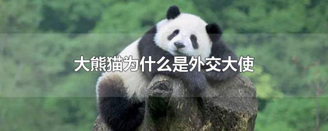 大熊猫为什么是外交大使 大熊猫为什么是外交大使