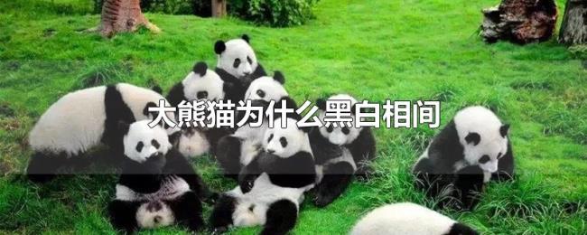 大熊猫为什么黑白相间 大熊猫为什么黑白相间