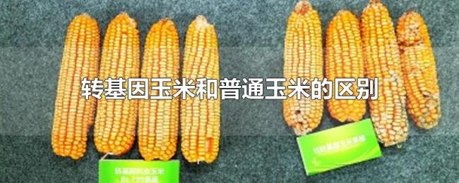 转基因玉米和普通玉米的区别 转基因玉米和普通玉米的区别