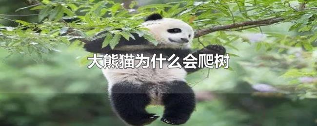 大熊猫为什么会爬树 大熊猫为什么会爬树