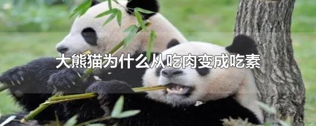 大熊猫为什么从吃肉变成吃素 大熊猫为什么从吃肉变成吃素