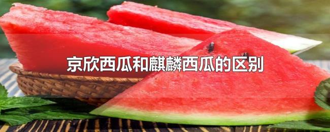 京欣西瓜和麒麟西瓜的区别 京欣西瓜和麒麟西瓜的区别