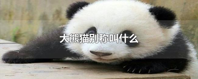 大熊猫别称叫什么 大熊猫别称叫什么