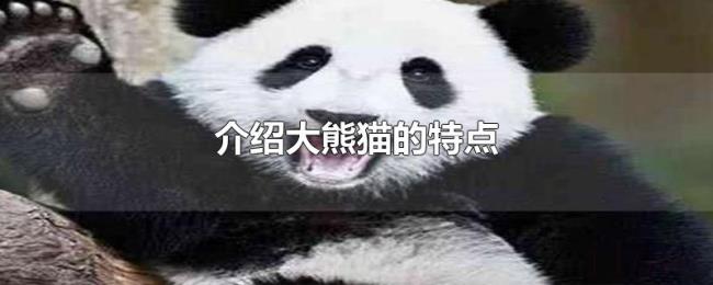 介绍大熊猫的特点 介绍大熊猫的特点