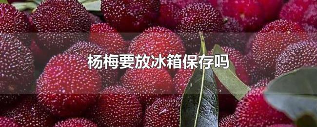杨梅要放冰箱保存吗 杨梅要放冰箱保存吗