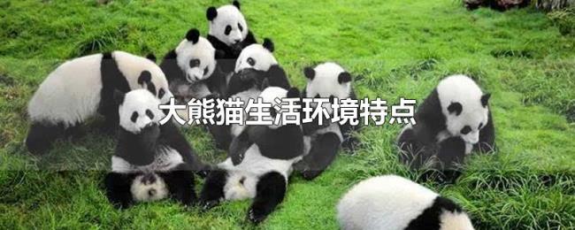 大熊猫生活环境特点 大熊猫生活环境特点