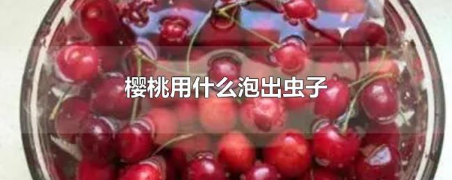 樱桃用什么泡出虫子