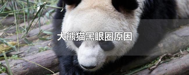 大熊猫黑眼圈原因 大熊猫黑眼圈原因