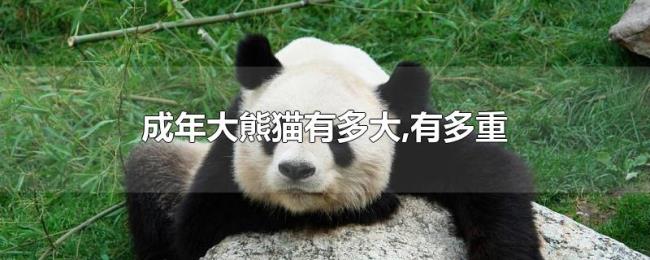 成年大熊猫有多大,有多重