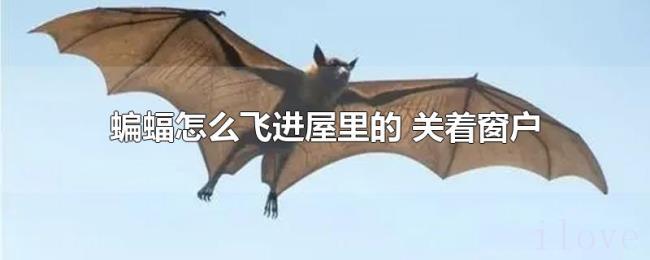 蝙蝠怎么飞进屋里的（关着窗户）