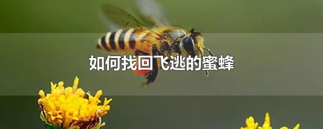 如何找回飞逃的蜜蜂