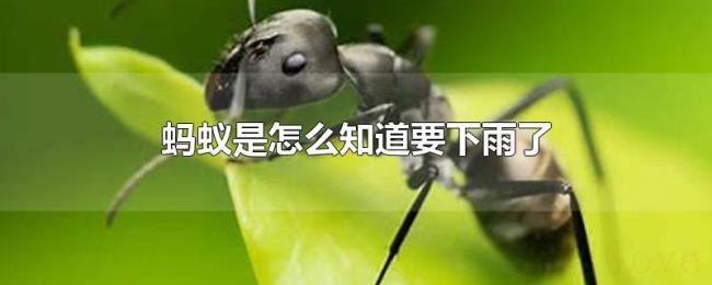 蚂蚁是怎么知道要下雨了 蚂蚁是怎么知道要下雨了
