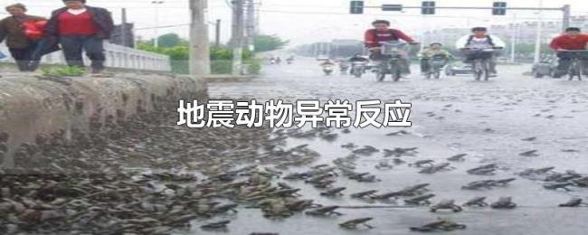 地震动物异常反应 地震动物异常反应