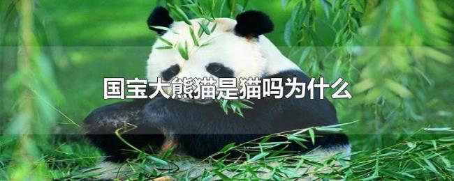 国宝大熊猫是猫吗为什么 国宝大熊猫是猫吗为什么