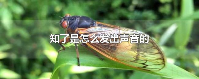 知了是怎么发出声音的