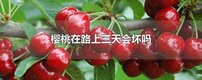 樱桃在路上三天会坏吗