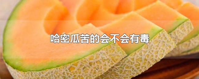 哈密瓜苦的会不会有毒 哈密瓜苦的会不会有毒