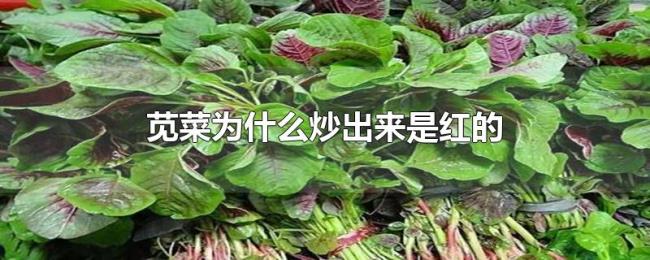 苋菜为什么炒出来是红的